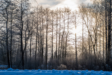 tree trunk texture wall in forest with rhythm pattern