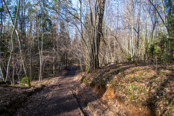 tree trunk texture wall in forest with rhythm pattern