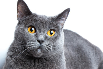 Portrait of a british smooth-haired blue cat close-up