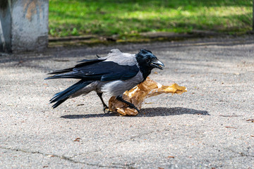 flock of birds feeding on the ground in spring time in country