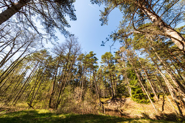 tree trunk texture wall in forest with rhythm pattern