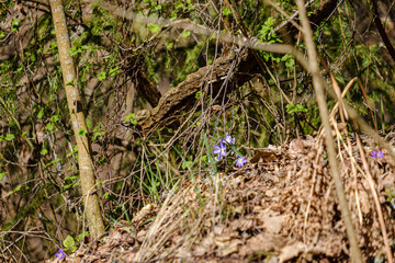 first spring green leaves of grass blooming from naked empty ground
