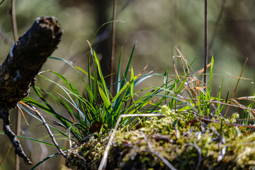 first spring green leaves of grass blooming from naked empty ground