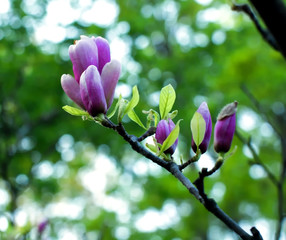 flower. spring, magnolia, beauty