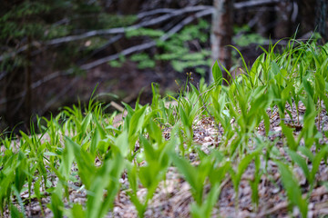 first spring green leaves of grass blooming from naked empty ground