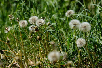 first spring green leaves of grass blooming from naked empty ground