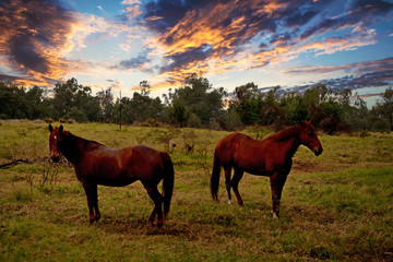 Obraz na płótnie Canvas two horses on farmland at sunset