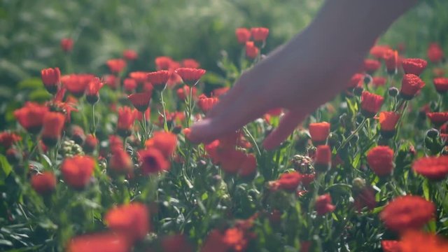 Woman's hand touches calendula flowers. The woman leads smoothly and gently with her hand over the tops of the calendula flowers. Colorful herbs grow in the garden.