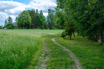 Fototapeta na wymiar green countryside scenery with green meadows and trees in summer