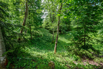 Fototapeta premium green countryside scenery with green meadows and trees in summer