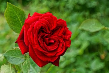 bud of a red rose flower on a stalk with green leaves in a garden