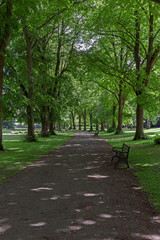 Fototapeta na wymiar An avenue of lime trees in Ashcombe Park, Weston-super-Mare, UK