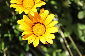 Obraz premium It is a small grassland plant with yellow disc and white lights.