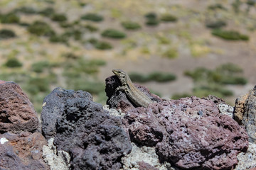 Canary lizard (Gallotia galloti, female) is basking on volcanic lava stone. Close up, macro, natural background.