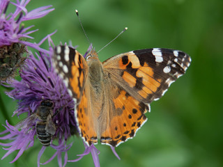 motyl