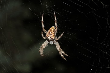 Spider preparing to eat his prey caught in his net