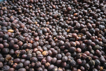 Coffee Beans (Berries) Dried with the Fruit On in Guatemala