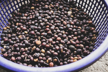 Basket of Coffee Beans (Berries) Dried with the Fruit On in Guatemala