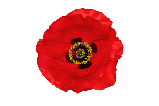 Bright red poppy flower isolated on white, top view