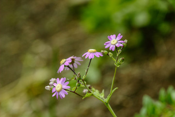 Violet flowers (Dimorphotheca) with green leave background. Wild Tenerife plant. Canary Islands, Spain