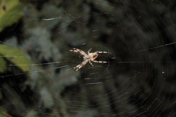 Spider preparing to eat his prey caught in his net