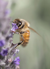 bee sucks a flower of lavender