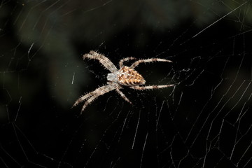 Spider preparing to eat his prey caught in his net