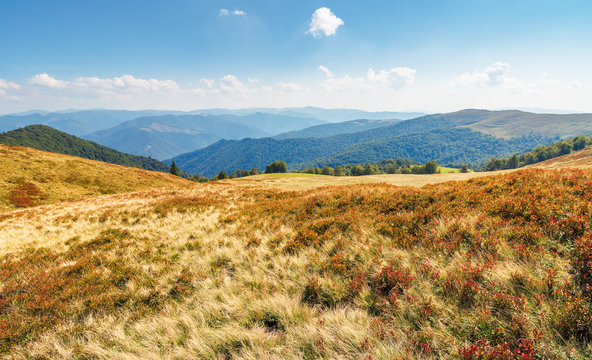 meadows  of the carpathian krasna ridge. wonderful sunny scenery with fluffy clouds on the horizon. mountain range in the distance. 