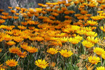 It is a small grassland plant with yellow disc and white lights.