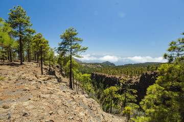 Fototapeta na wymiar Stony path surrounded by pine trees at sunny day. Clear blue sky and some clouds along the horizon line. Rocky tracking road in dry mountain area with needle leaf woods. TTenerife, Canary Islands.