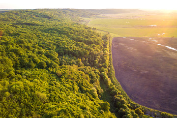 Top view of green forest on sunny spring or summer day. Drone photography, abstract background.
