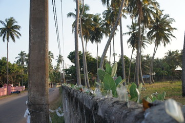 Fototapeta premium The nature and architecture of the village on the southern tropical island of Sri Lanka.