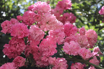 A rose tree blooming roses
