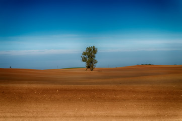 Agricultural landscape with a lone tree in a field