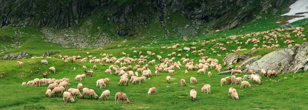 panoramic image of sheep herd on a grassy meadow. wonderful scenery on a gloomy overcast day in summer. location fagaras mountain range, romania