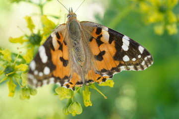 Wissenschaftlich: Vanessa cardui (auch: Cynthia cardui); Türkisch: Diken Kelebeği; Englisch:...