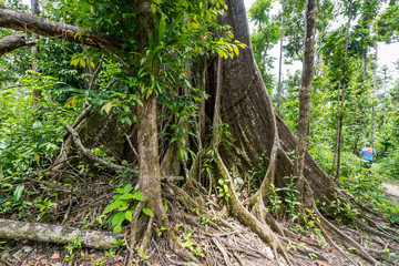  Syndicate Nature Trail Views around the caribbean island of Dominica West indies