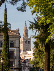 Giralda sevilla shot through trees