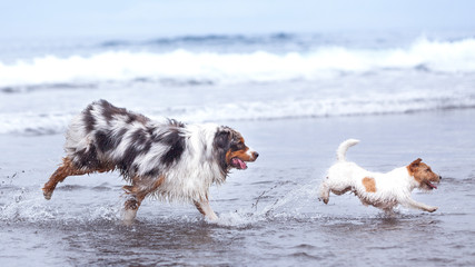 Perro grande persigue a perro pequeño en el agua de una playa