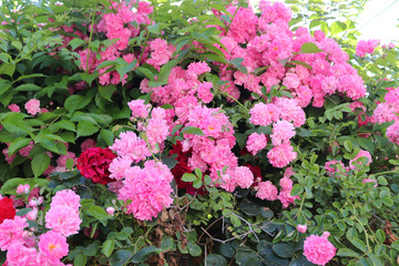 A rose tree blooming roses