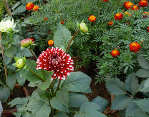 Obraz premium Colorful lotus flowers in Asia