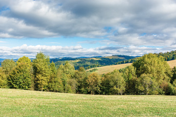 forest on the edge of a meadow in mountains. beautiful scenery of carpathian mountains in early autumn. bright weather with clouds on the sky
