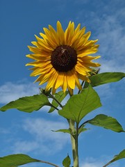 Beautiful sunflower blossom with blue sky