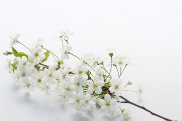 Branch of blossoming cherry on a white background