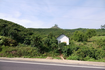 Coffee plantation near the road