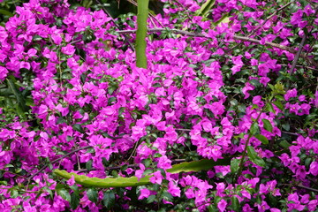 Fototapeta premium Pink small flowers