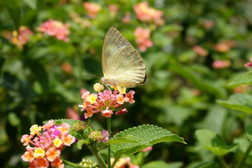 Butterfly on a flower