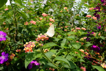 Yellow butterfly on a multicolor flower