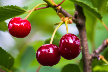 Red organic cherries on a branch of cherry tree