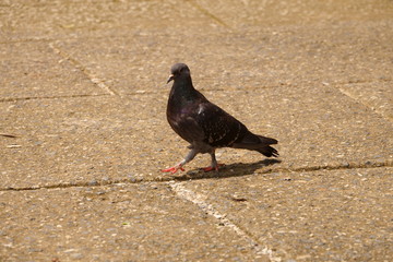 Pigeon on the march
